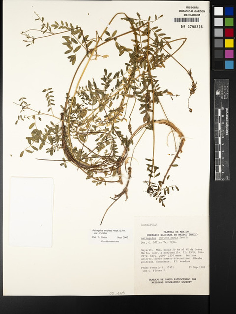 Astragalus ervoides var. ervoides photo 4