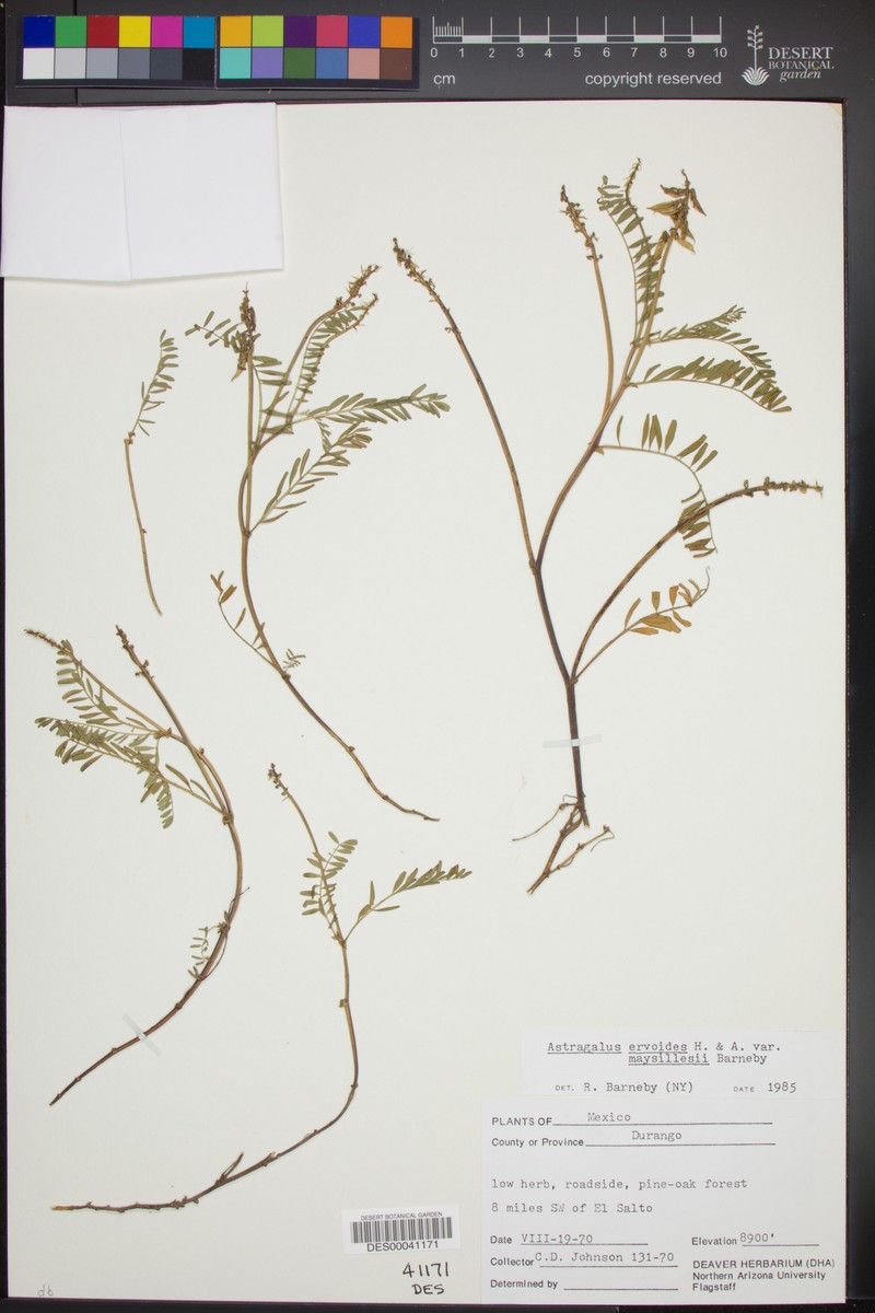 Astragalus ervoides var. maysillesii
