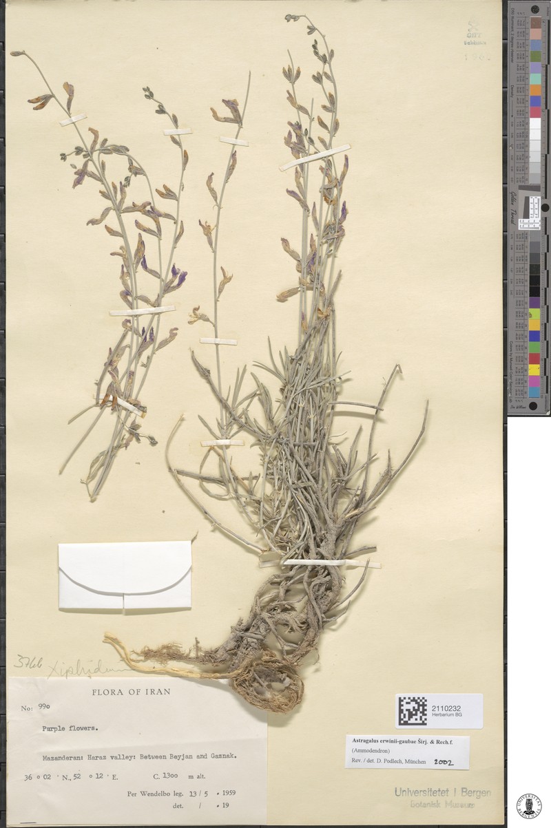 Astragalus erwinii-gaubae