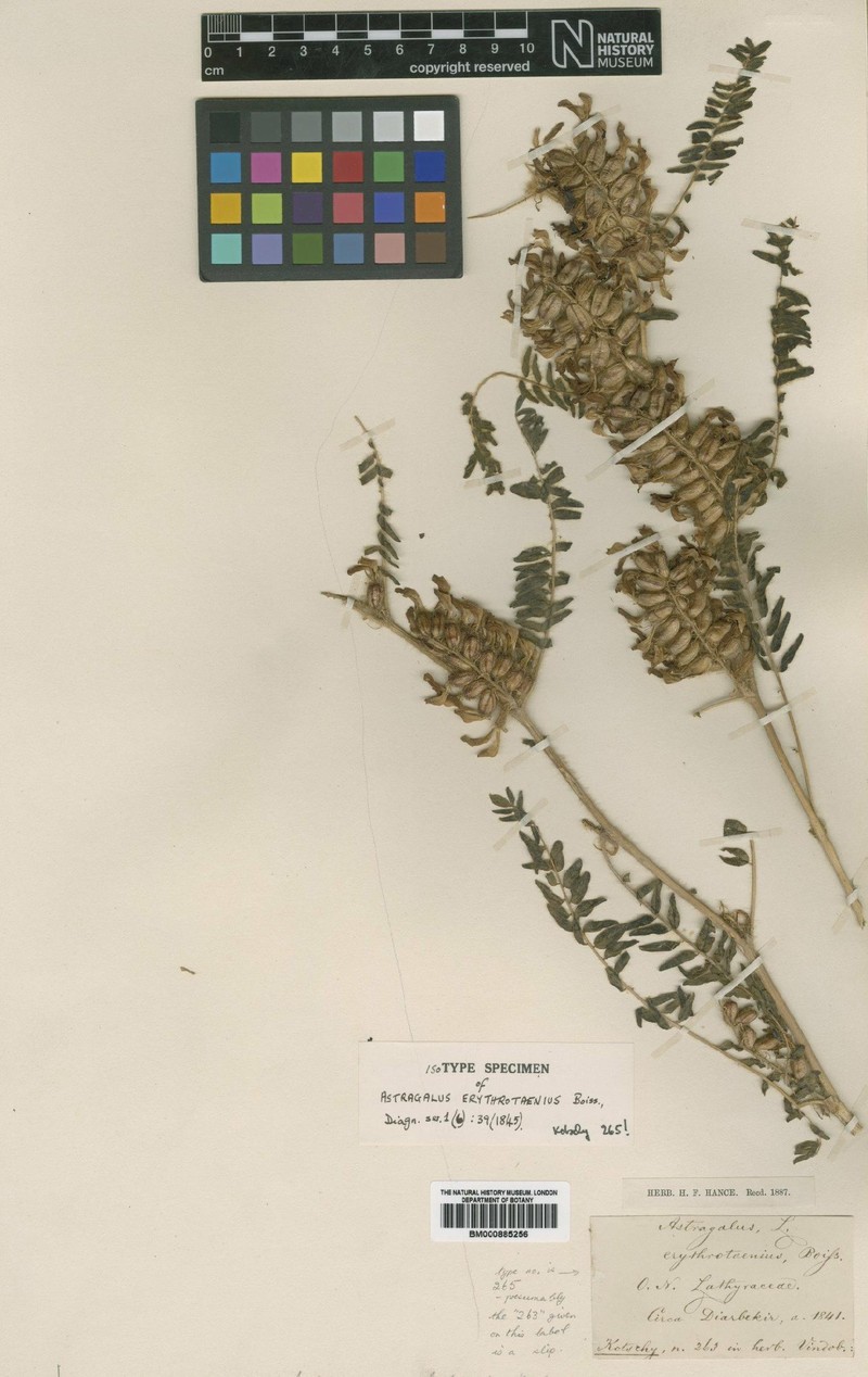 Astragalus erythrotaenius
