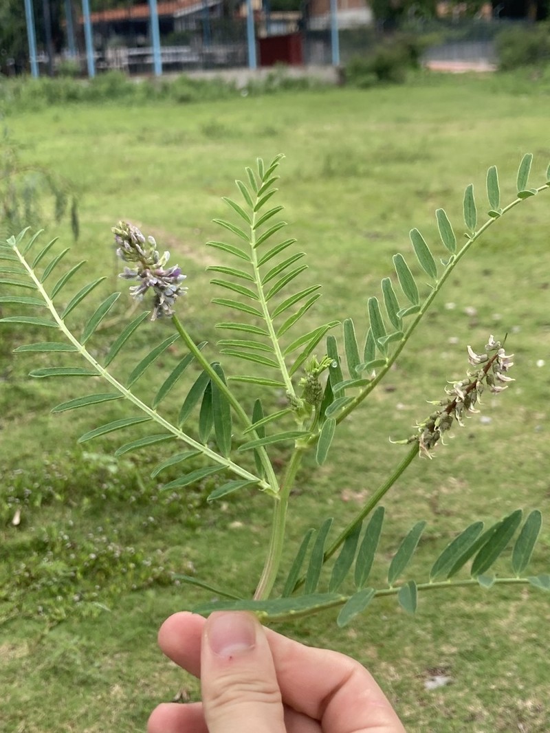 Astragalus esperanzae