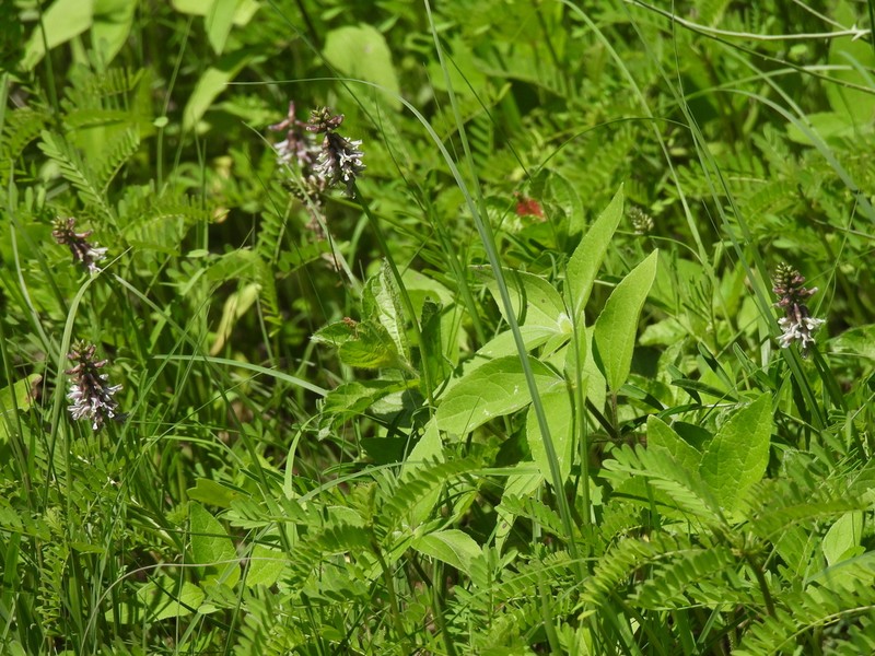 Astragalus esperanzae photo 2