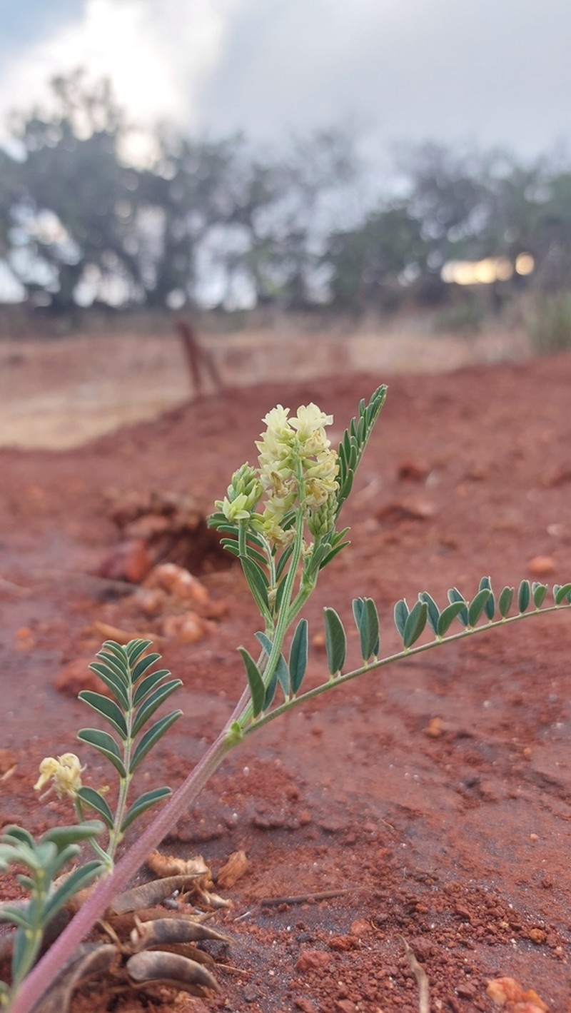 Astragalus esperanzae photo 3
