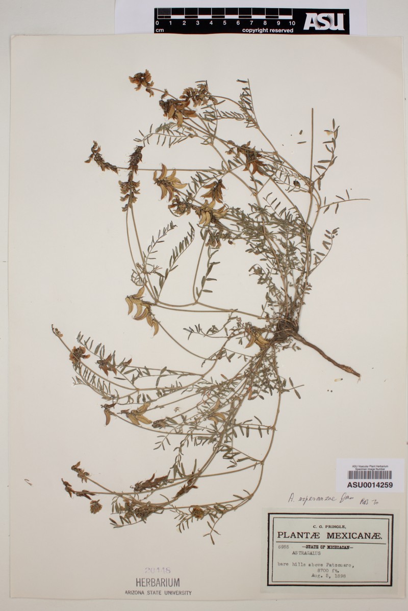 Astragalus esperanzae photo 4
