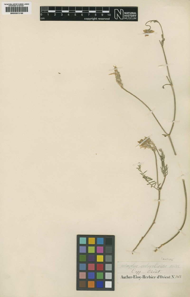 Astragalus eubrychioides