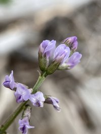 Elegant Milkvetch