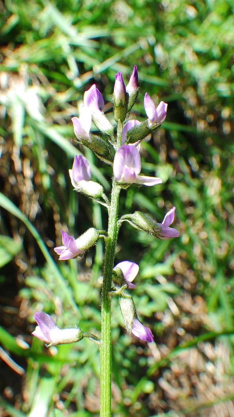 Elegant Milkvetch photo 3