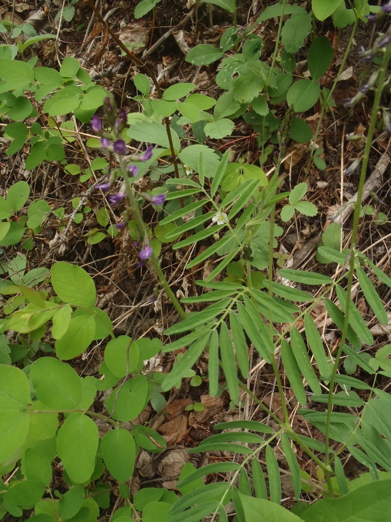 Elegant Milkvetch photo 4
