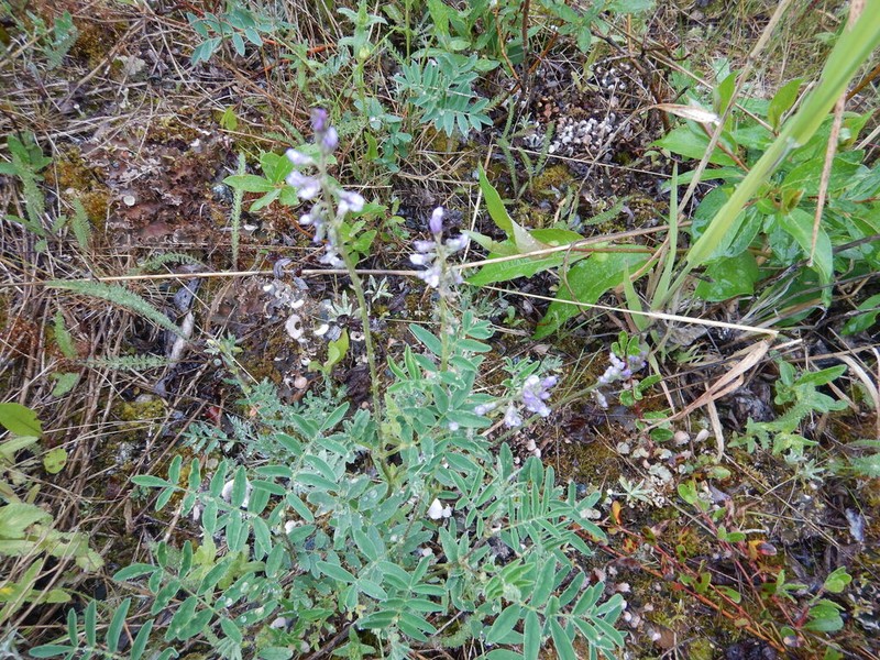 Elegant Milkvetch photo 5