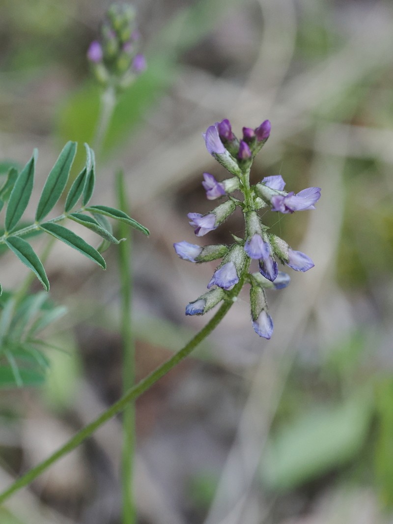 Elegant Milkvetch photo 6