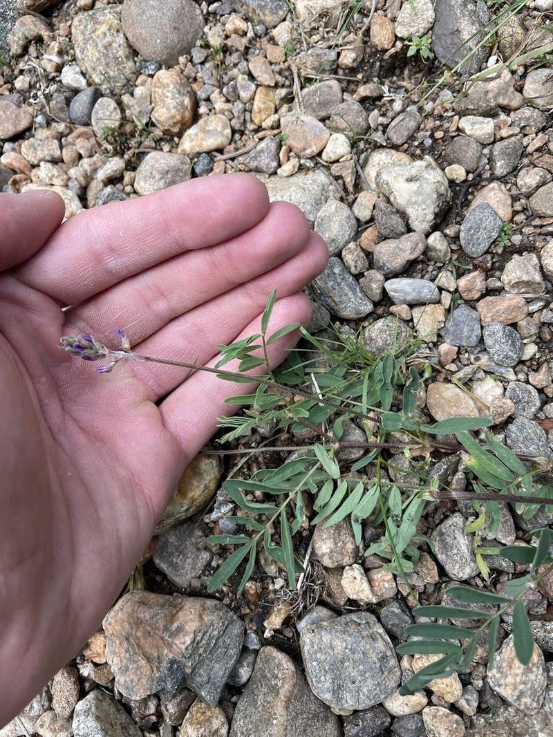 Elegant Milkvetch photo 7