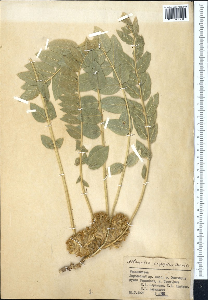 Astragalus eupeplus