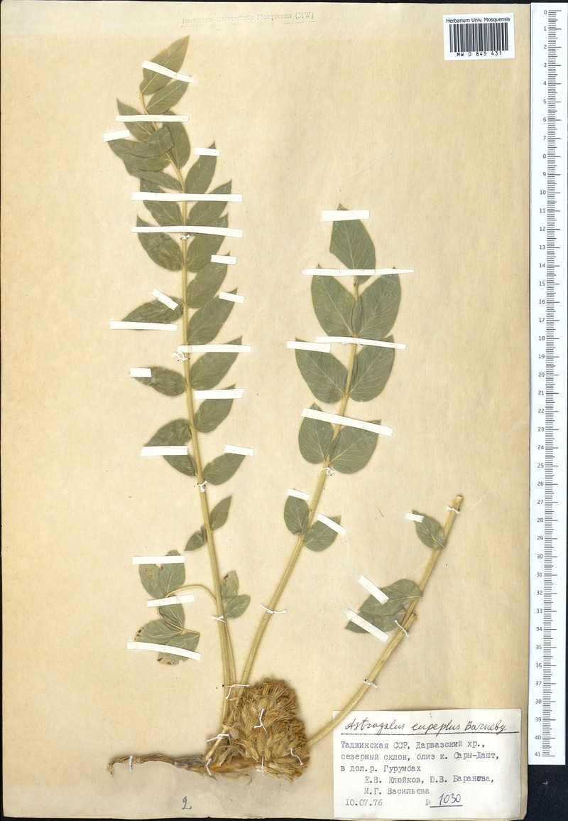 Astragalus eupeplus photo 2