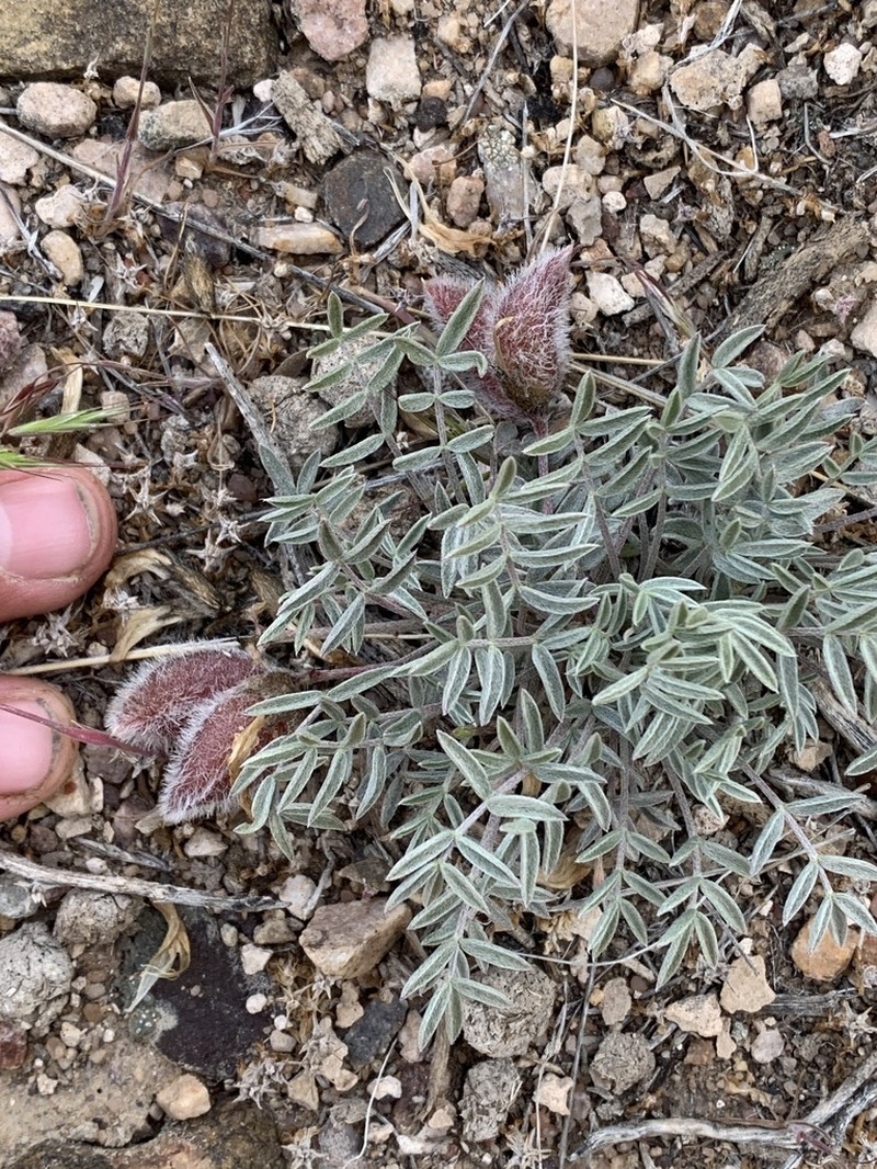 Eureka Milkvetch