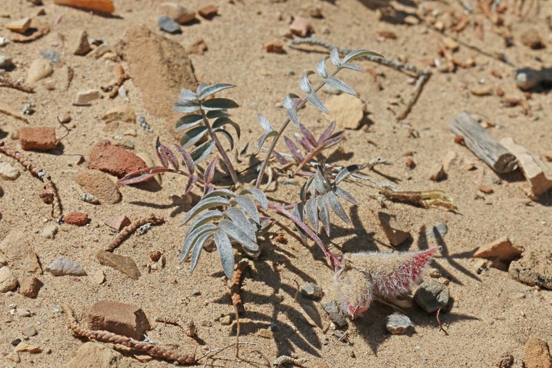 Eureka Milkvetch photo 2