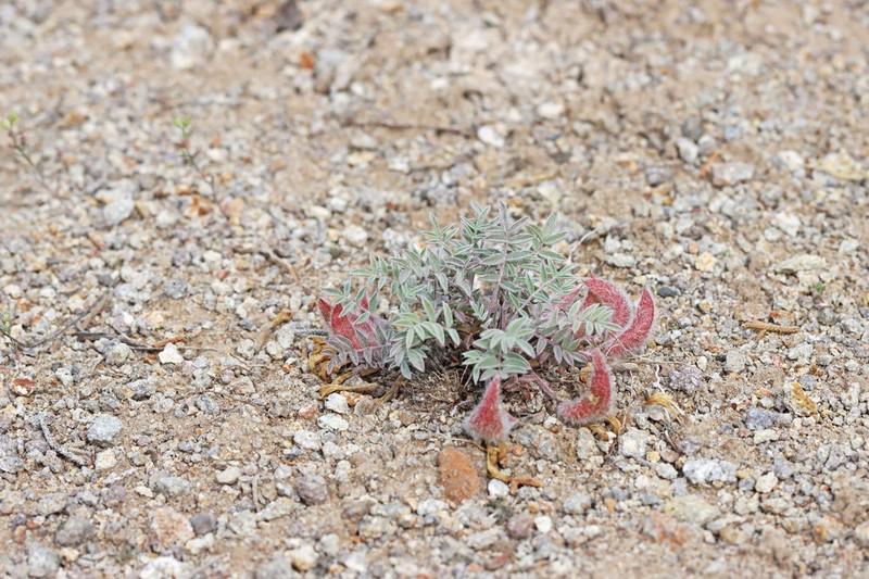 Eureka Milkvetch photo 3