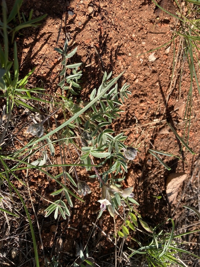 Eureka Milkvetch photo 4