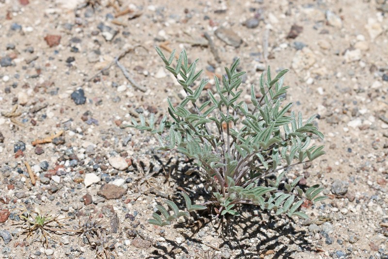 Eureka Milkvetch photo 5