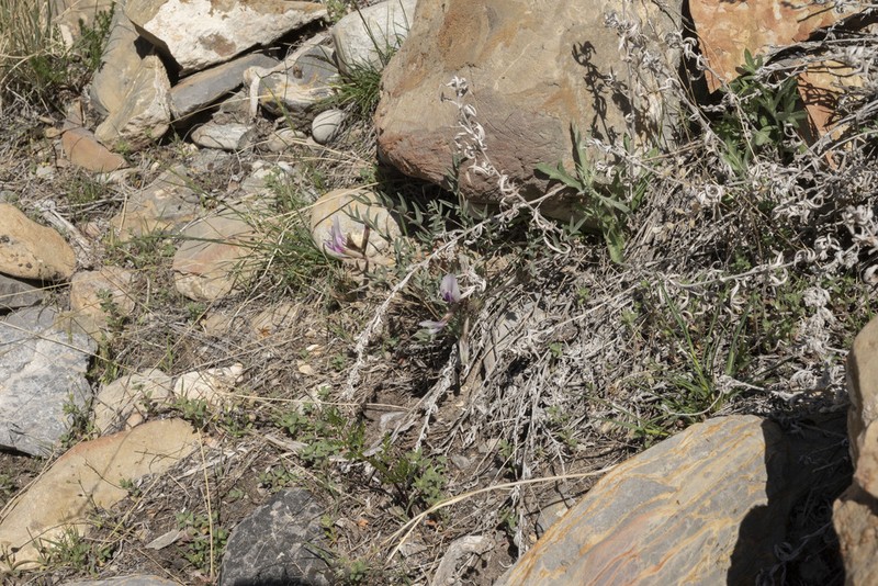 Eureka Milkvetch photo 6