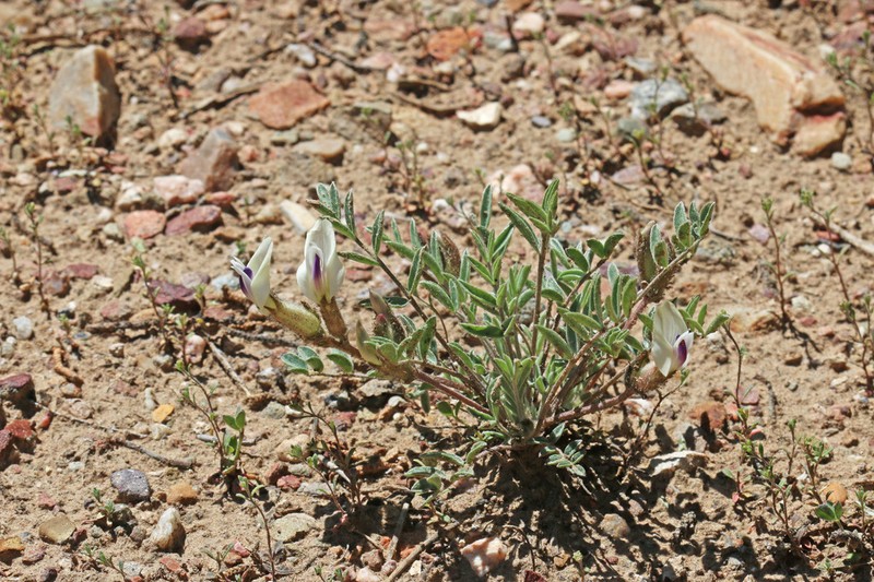 Eureka Milkvetch photo 7