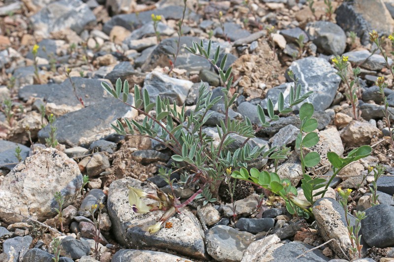 Eureka Milkvetch photo 8