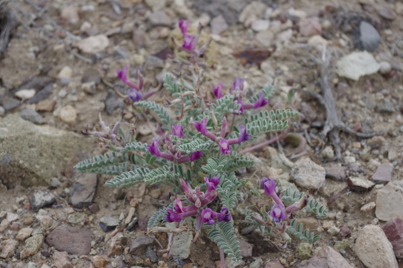 Needle Mountain Milkvetch photo 2