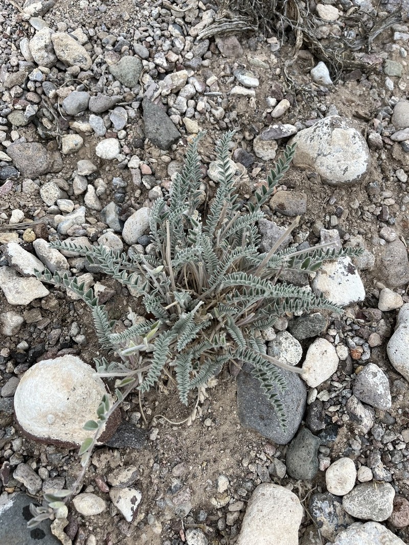 Needle Mountain Milkvetch photo 3