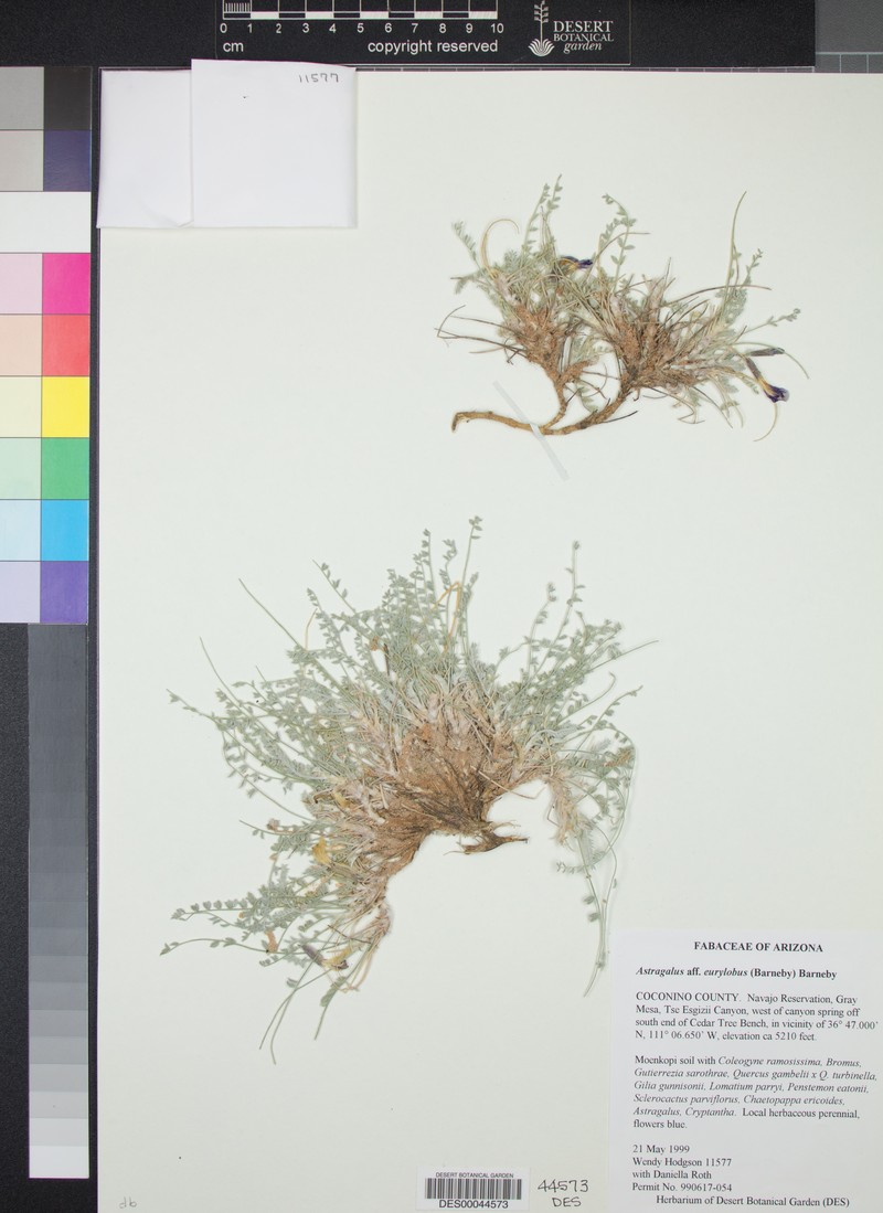 Needle Mountain Milkvetch photo 4