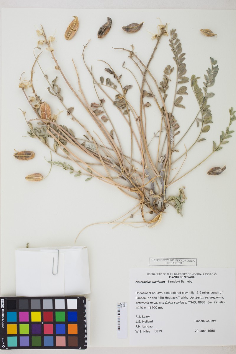Needle Mountain Milkvetch photo 5
