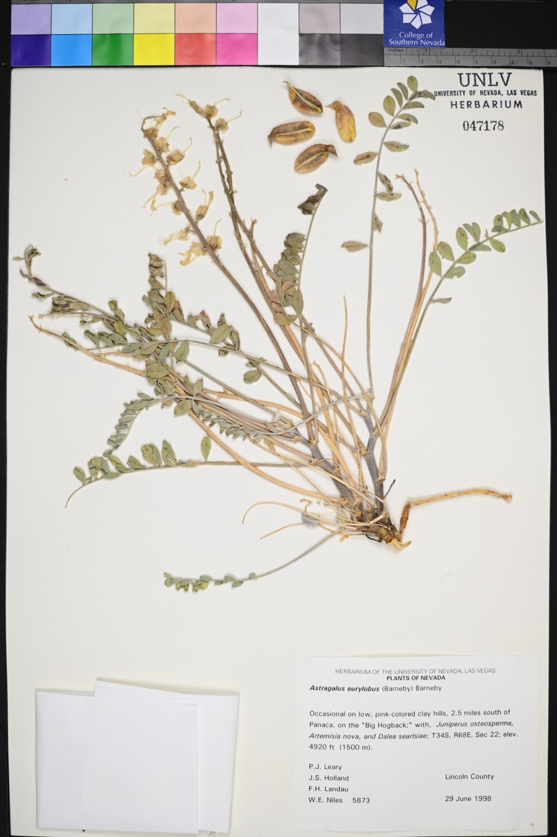 Needle Mountain Milkvetch photo 6