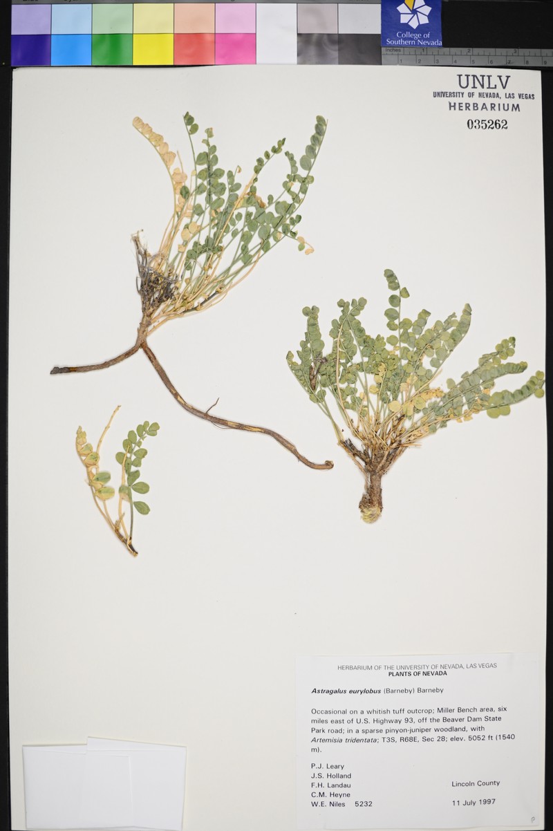 Needle Mountain Milkvetch photo 7