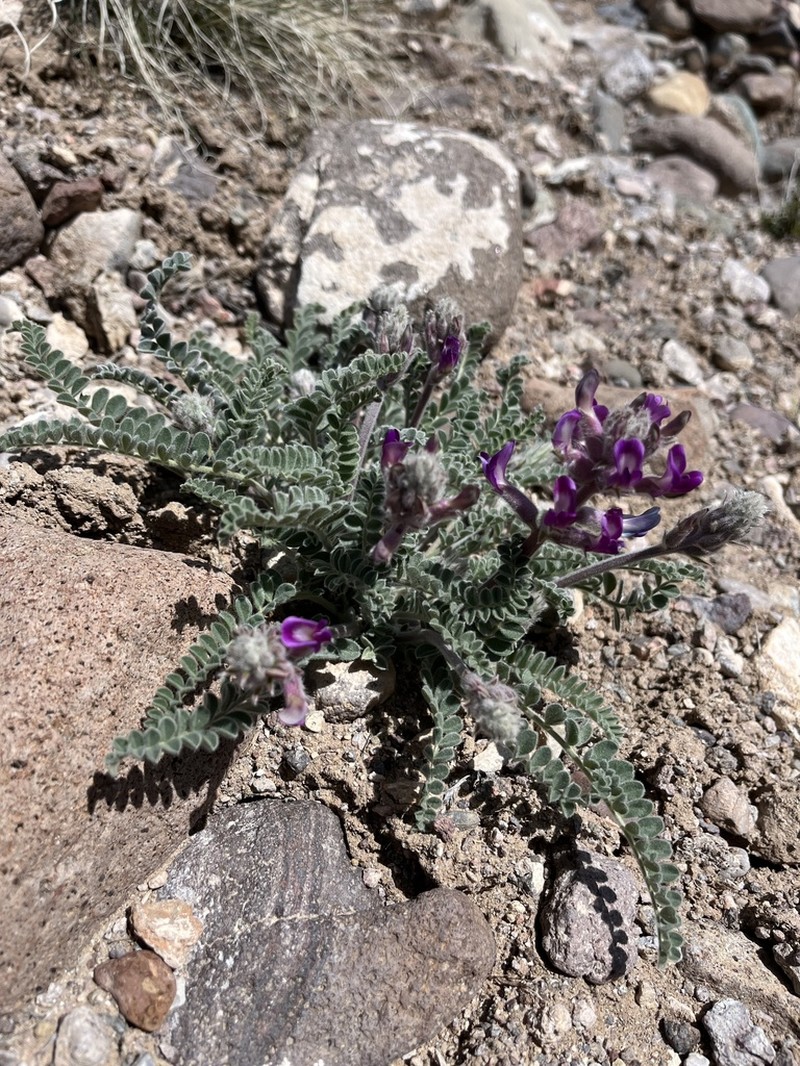 Needle Mountain Milkvetch
