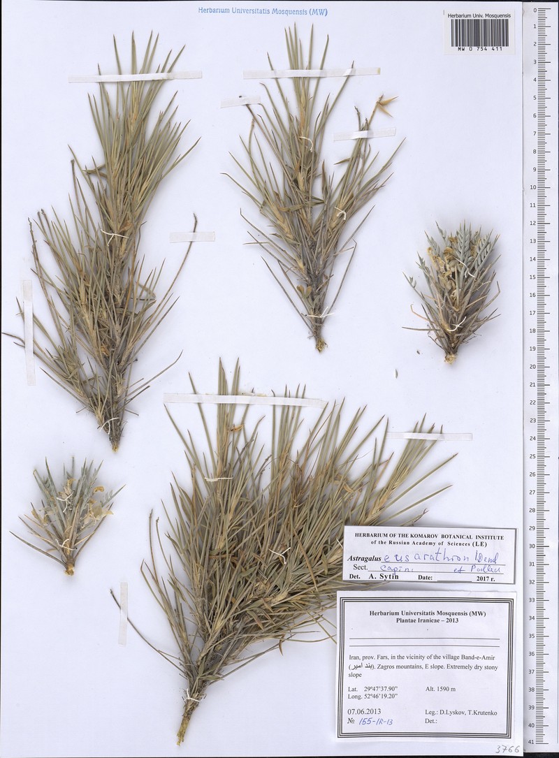 Astragalus eusarathron