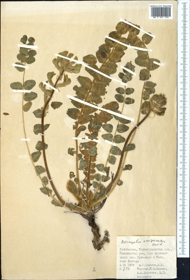 Astragalus exasperatus