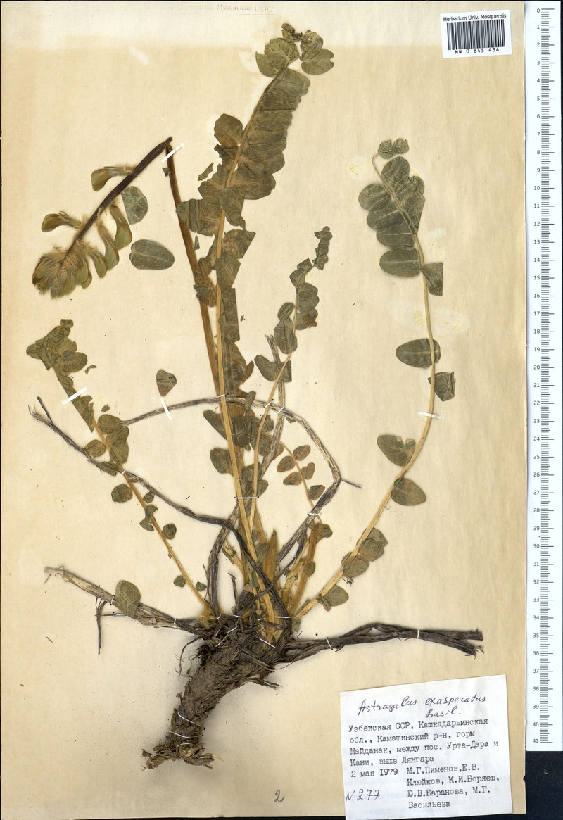Astragalus exasperatus photo 2
