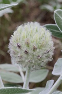 Astragalus eximius