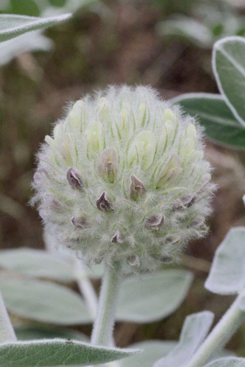 Astragalus eximius