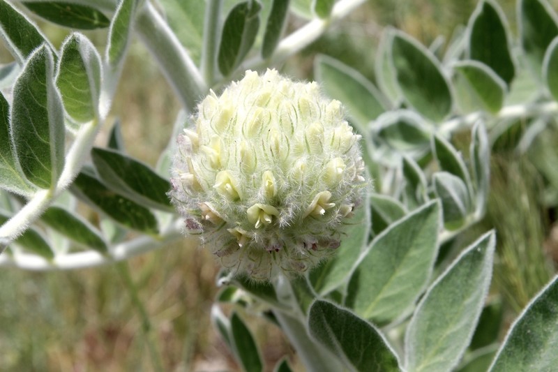 Astragalus eximius photo 2