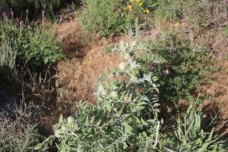Astragalus eximius photo 3