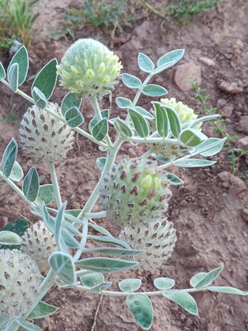 Astragalus eximius photo 4