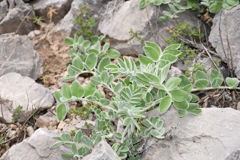Astragalus eximius photo 5