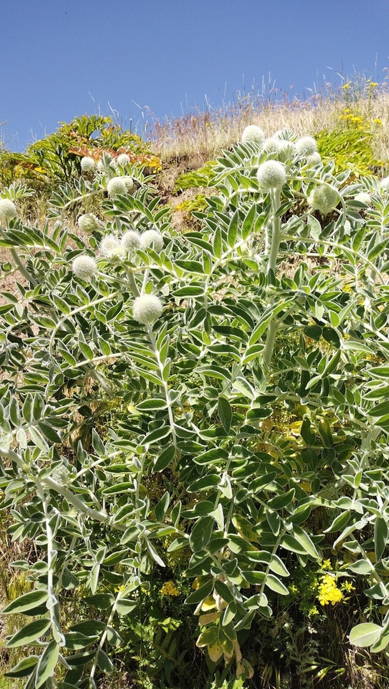 Astragalus eximius photo 6
