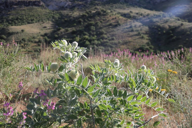 Astragalus eximius photo 7