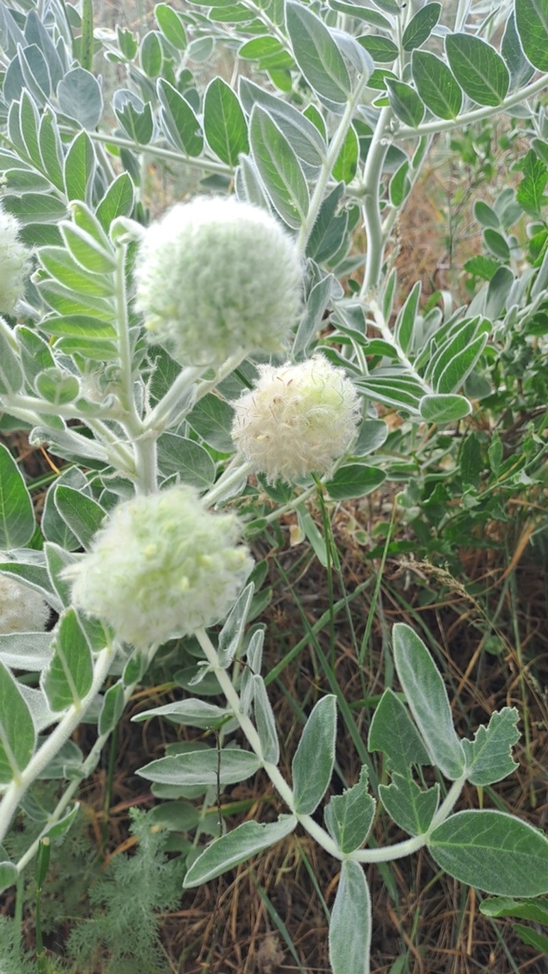 Astragalus eximius photo 8