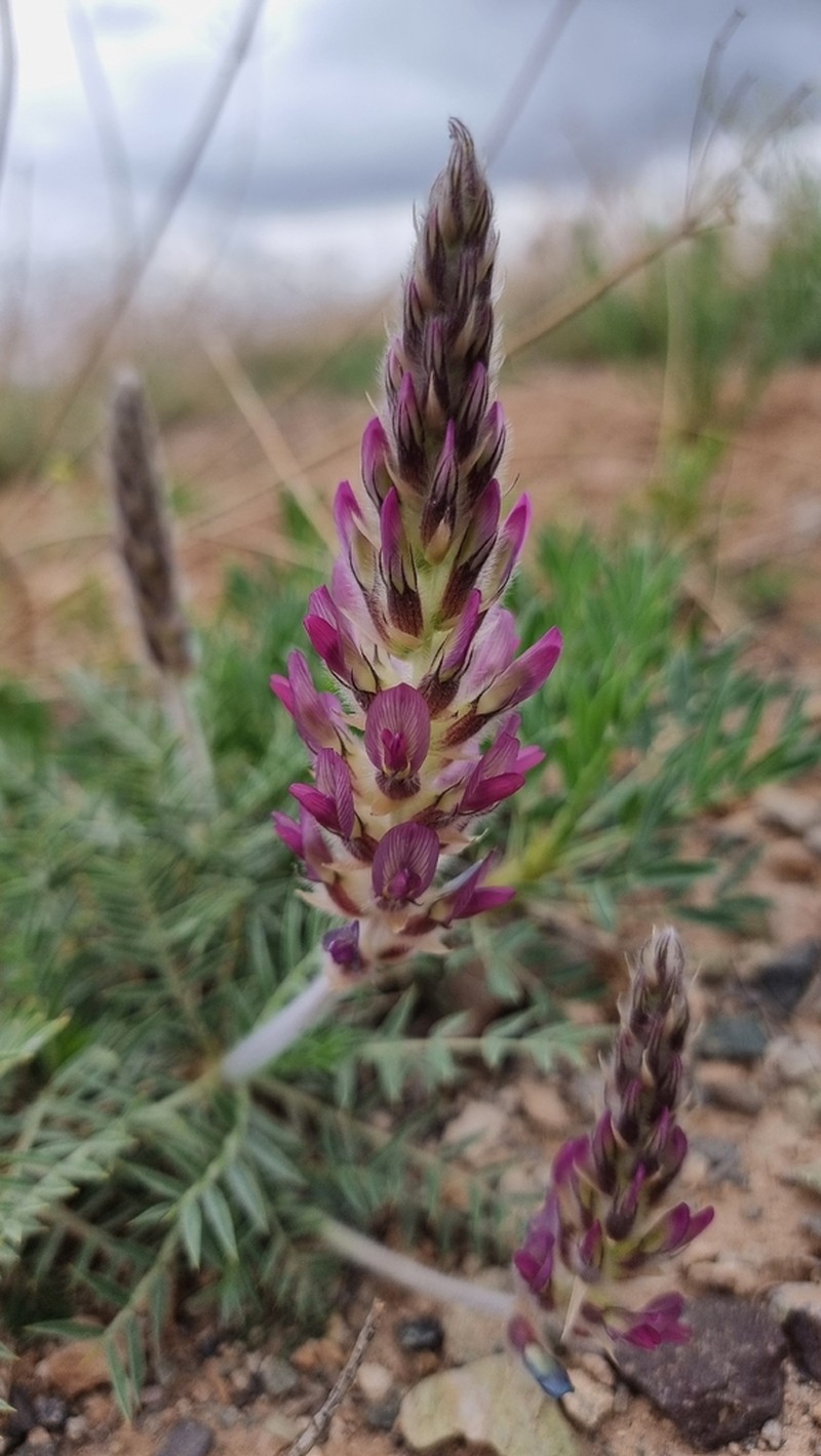 Astragalus expetitus