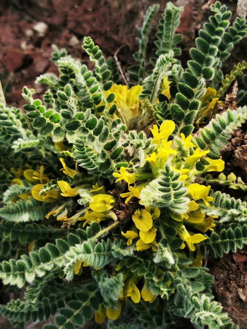 Astragalus exscapus