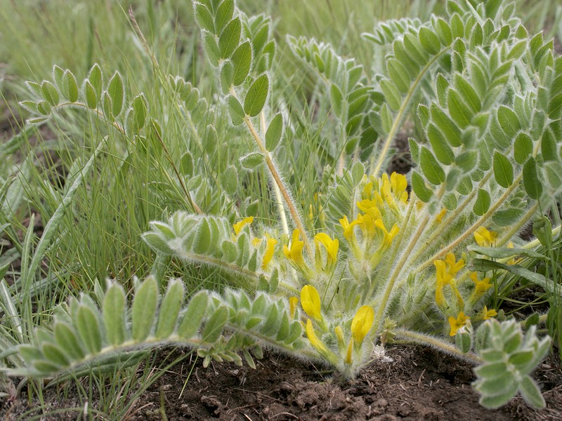 Astragalus exscapus photo 2