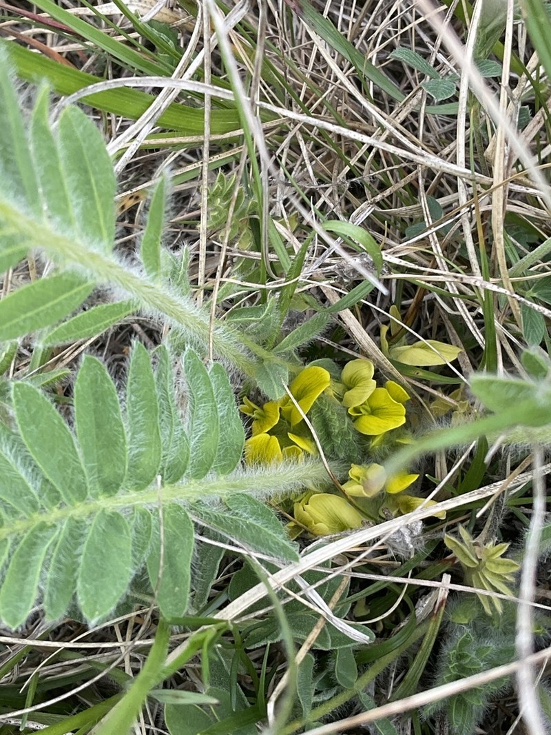 Astragalus exscapus photo 3