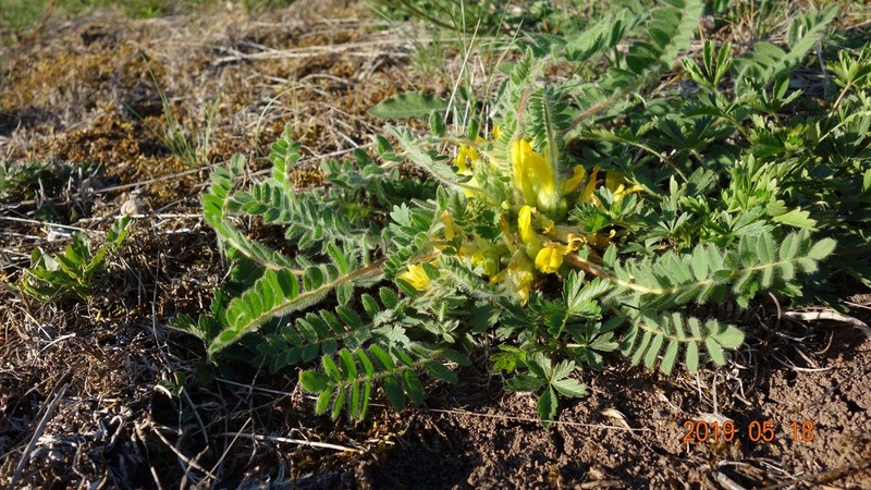 Astragalus exscapus photo 4