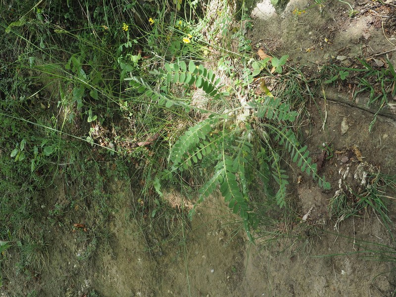 Astragalus exscapus photo 5